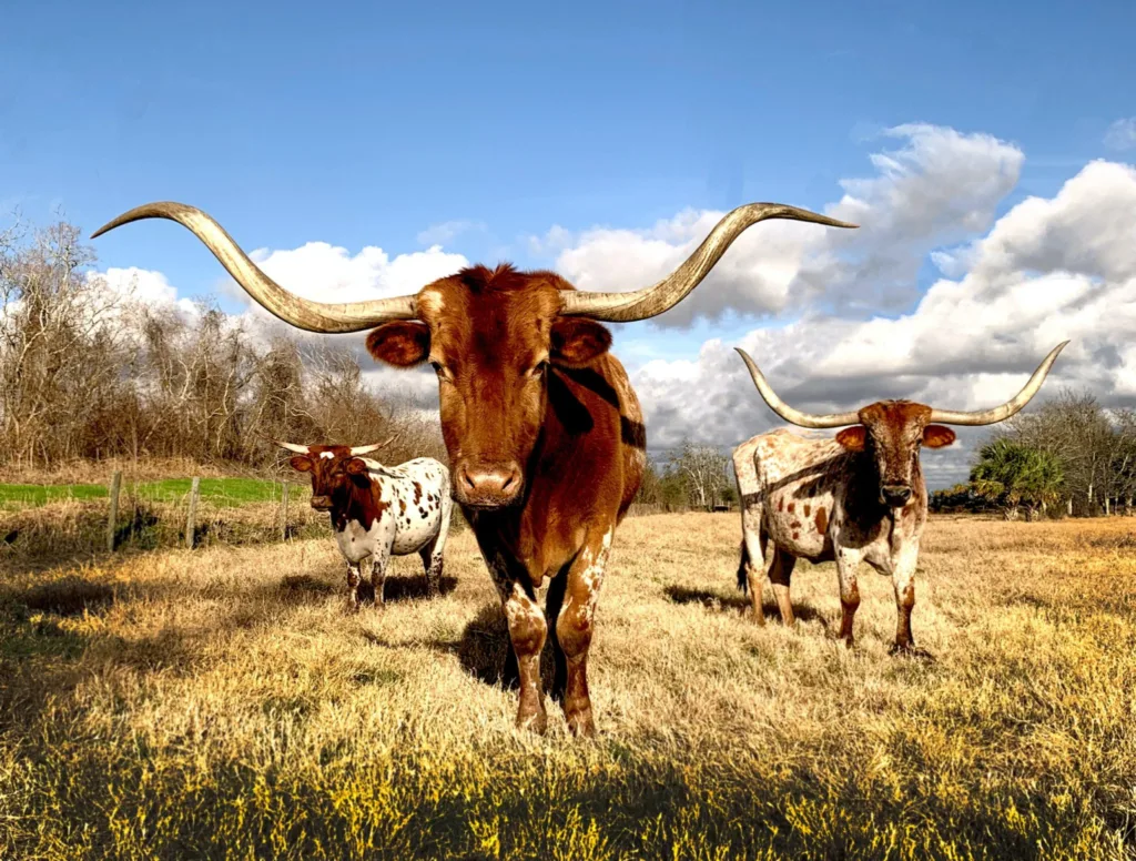 Vacation home management in texas